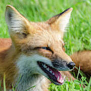 Resting Red Fox Poster