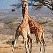 Reticulated Giraffe Poster