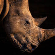 Rhinoceros Poster
