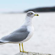 Ring-bill Gull In Profile Poster