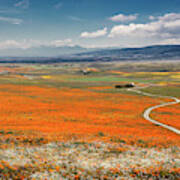Road Through The Wildflowers Poster
