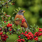 Robin In Red Berry Bush 3 Poster