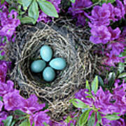 Robins Nest In Azalea Bush, Spring Poster