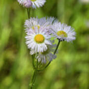 Robin's Plantain - Erigeron Pulchellus Wildflowers Poster