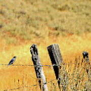 Rocky Mountain Blue Bird Poster