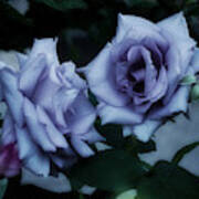 Romantic Purple Roses Poster
