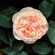 Rosa Sweet Juliet Poster