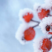 Rose Hips In Winter Poster