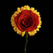 Rose On Yellow Flower Black Background Poster