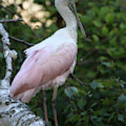 Roseate Spoonbill 16 Poster