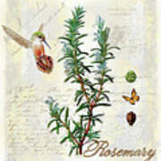 Rosemary Herb Poster