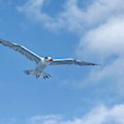 Royal Tern In Flight Against Blue Sky Poster