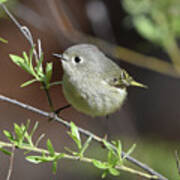 Ruby-crowned Kinglet Poster
