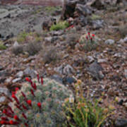 Ruby Mountain Wildflowers And Cacti Poster