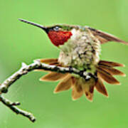 Ruby Throated Hummingbird 4 Poster