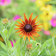 Rudbeckia Cappuccino Flower Poster