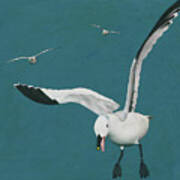 Sabine Seagulls Flying Poster