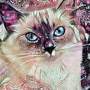 Sadie The Ragdoll Cat Poster