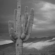 Saguaro 1 Poster