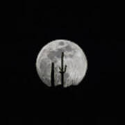 Saguaro Moon Silhouette Poster
