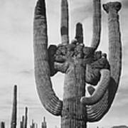 Saguaro National Monument Poster