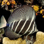 Sailfin Tang On Coral Reef At Night, Indonesia Poster