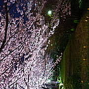 Sakura Blossom Poster