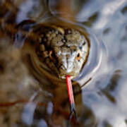 Sampling The Air -- Western Terrestrial Garter Snake In Kings Canyon National Park, California Poster