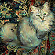 Samson The Silver Maine Coon Cat Poster