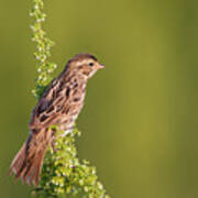 Savannah Sparrow Poster