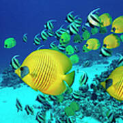 School Of Butterfly Fish Swimming On Poster