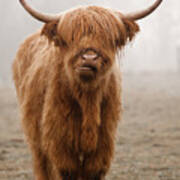 Scottish Highland Cow Poster