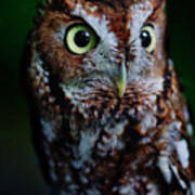 Screech Owl Vertical Poster