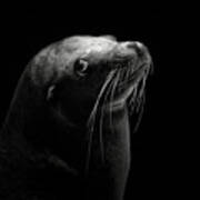 Sea Lion Poster