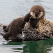 Sea Otter Carrying Pup Poster