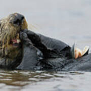 Sea Otter Feeding, Elkhorn Slough Poster