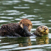 Sea Otter Mother Carrying Pup, Elkhorn Slough Poster