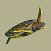 Sea Turtle 2-solid Background Poster