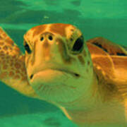 Sea Turtle Off The Mexican Coast - Dwp2086549 Poster