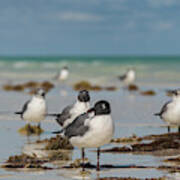 Seagull At Holbox, Mexico Poster