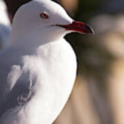 Seagull Bird Close Up 2 Poster