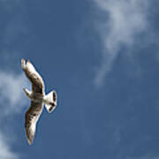 Seagull Flight Poster