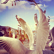 Seagulls And Ducks Fighting Over Bread Poster