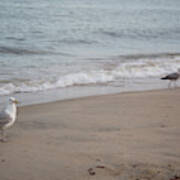 Seagulls At Misquamicut Poster