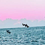 Seagulls Diving For Dinner At Sunset In Captiva Island Florida Poster