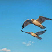 Seagulls In Flight 3 Poster