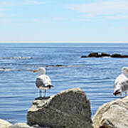 Seagulls Poster