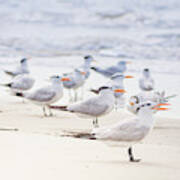 Seagulls On The Beach Poster