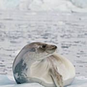 Seal On The Ice Poster