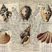 Seashell Collection Two Poster